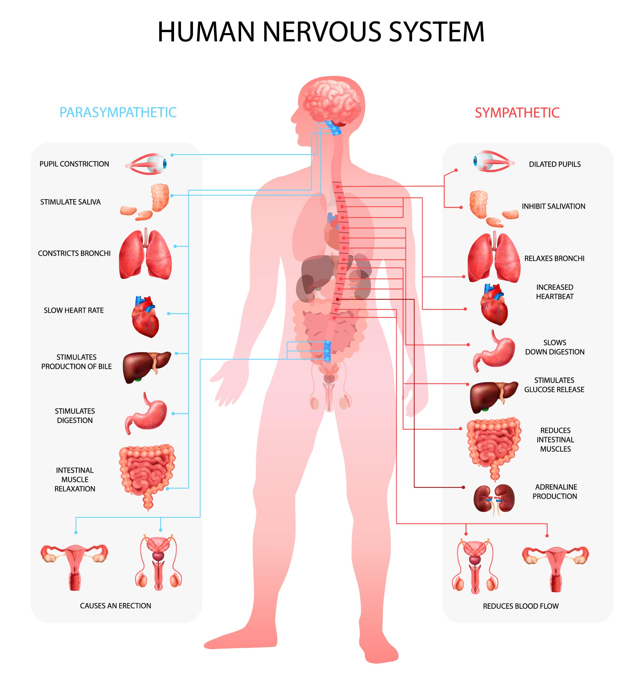 Le système nerveux autonome